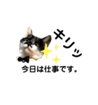 保護猫豆太郎とうさぎの困り顔漣くん（個別スタンプ：15）