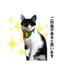 保護猫豆太郎とうさぎの困り顔漣くん（個別スタンプ：16）