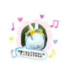 保護猫豆太郎とうさぎの困り顔漣くん（個別スタンプ：17）
