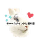 保護猫豆太郎とうさぎの困り顔漣くん（個別スタンプ：19）