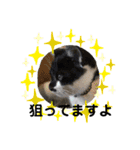 保護猫豆太郎とうさぎの困り顔漣くん（個別スタンプ：21）