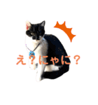 保護猫豆太郎とうさぎの困り顔漣くん（個別スタンプ：22）