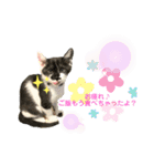 保護猫豆太郎とうさぎの困り顔漣くん（個別スタンプ：23）