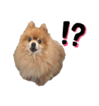 小林さんちの犬2（個別スタンプ：1）