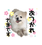 小林さんちの犬2（個別スタンプ：3）