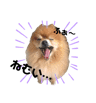 小林さんちの犬2（個別スタンプ：6）