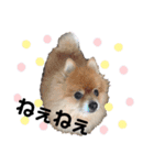 小林さんちの犬2（個別スタンプ：7）
