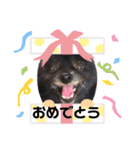 小林さんちの犬2（個別スタンプ：15）