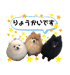 小林さんちの犬2（個別スタンプ：16）