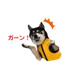 黒豆柴カンナ3（個別スタンプ：1）