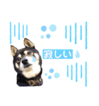 黒豆柴カンナ3（個別スタンプ：5）