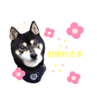 黒豆柴カンナ3（個別スタンプ：6）
