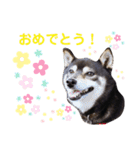 黒豆柴カンナ3（個別スタンプ：12）
