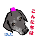 黒ラブぽんたくん（個別スタンプ：6）