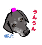 黒ラブぽんたくん（個別スタンプ：7）