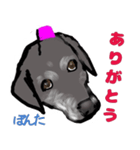 黒ラブぽんたくん（個別スタンプ：8）