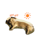 Creeeam（個別スタンプ：1）