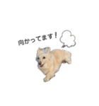 Creeeam（個別スタンプ：5）