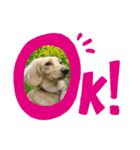Creeeam（個別スタンプ：10）