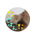 我が家のゆかいななかまたち（個別スタンプ：11）