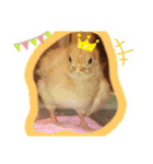 我が家のゆかいななかまたち（個別スタンプ：16）