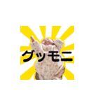 いつでもさらちゃん（個別スタンプ：8）