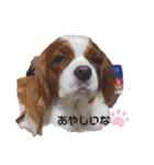 ちゃぴお（個別スタンプ：4）