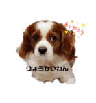 ちゃぴお（個別スタンプ：8）