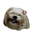 愛犬きんちゃん（個別スタンプ：1）