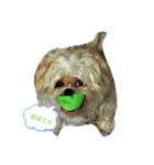 愛犬きんちゃん（個別スタンプ：2）