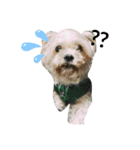 愛犬きんちゃん（個別スタンプ：3）