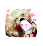 愛犬きんちゃん（個別スタンプ：4）