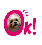 愛犬きんちゃん（個別スタンプ：6）