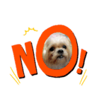 愛犬きんちゃん（個別スタンプ：7）