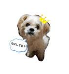 愛犬きんちゃん（個別スタンプ：8）