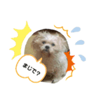 愛犬きんちゃん（個別スタンプ：9）