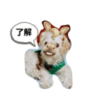 愛犬きんちゃん（個別スタンプ：10）