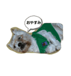 愛犬きんちゃん（個別スタンプ：11）