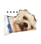 愛犬きんちゃん（個別スタンプ：12）