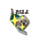 愛犬きんちゃん（個別スタンプ：13）