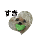 愛犬きんちゃん（個別スタンプ：14）
