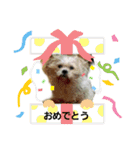 愛犬きんちゃん（個別スタンプ：15）