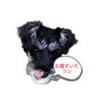 気持ち分かってワン（個別スタンプ：2）