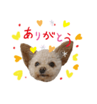 モカちゃん日記その4（個別スタンプ：1）
