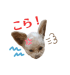 モカちゃん日記その4（個別スタンプ：3）