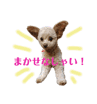 モカちゃん日記その4（個別スタンプ：9）