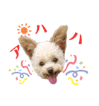 モカちゃん日記その4（個別スタンプ：13）