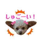 モカちゃん日記その4（個別スタンプ：16）