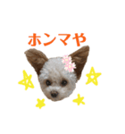 モカちゃん日記その4（個別スタンプ：19）