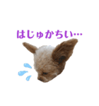 モカちゃん日記その4（個別スタンプ：23）